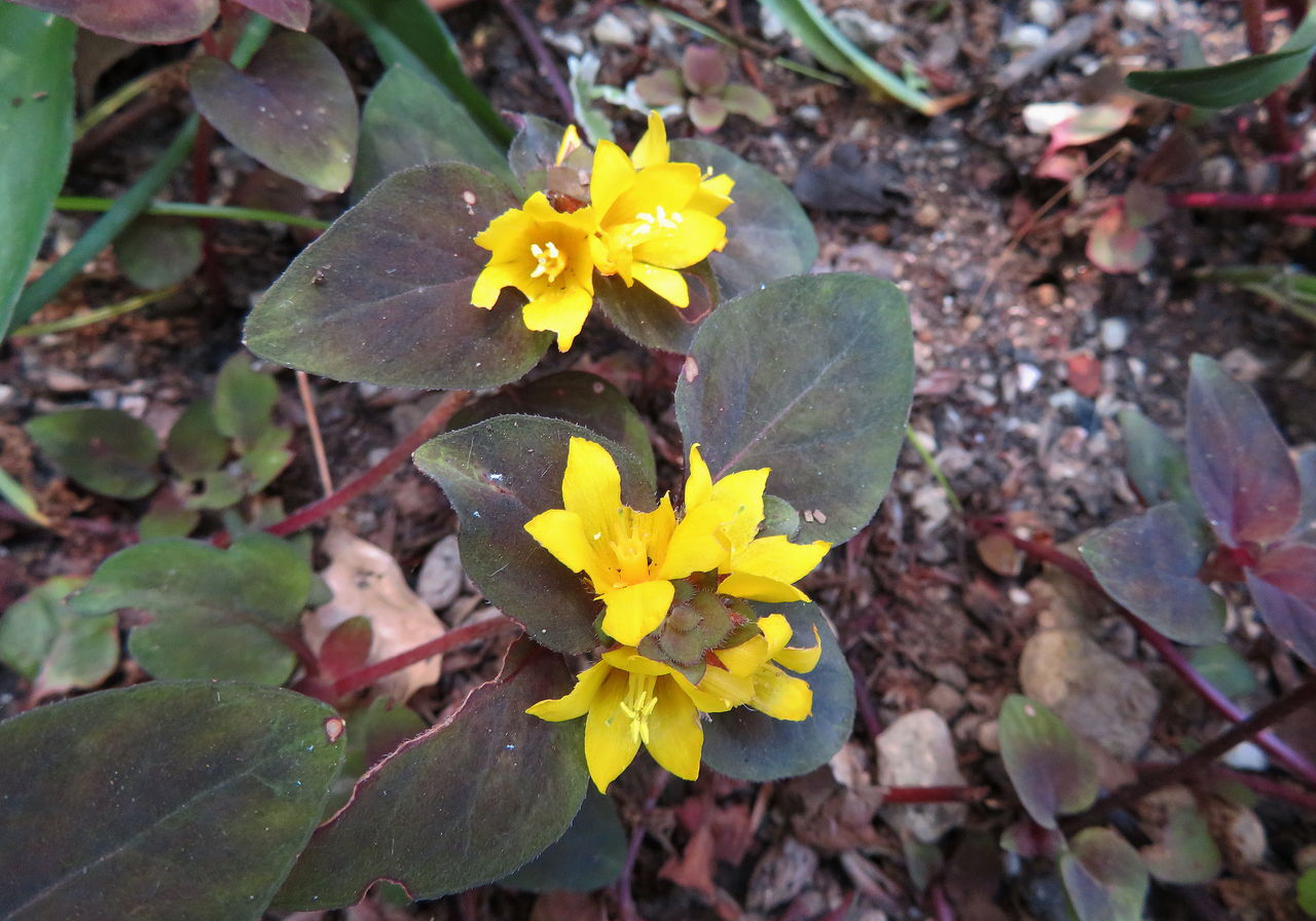 シックなグランドカバー 花日記