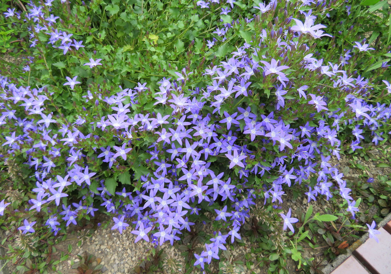 星桔梗 花日記 星桔梗 花日記