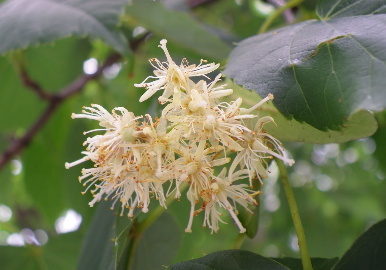 続々 釈迦が悟りを開いた木 花日記