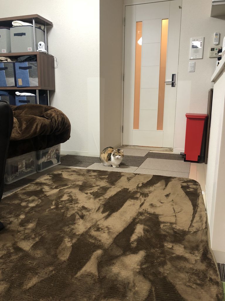 縮こまる猫と伸びる猫 ももゆずの日常 縮こまる猫と伸びる猫 ももゆずの日常