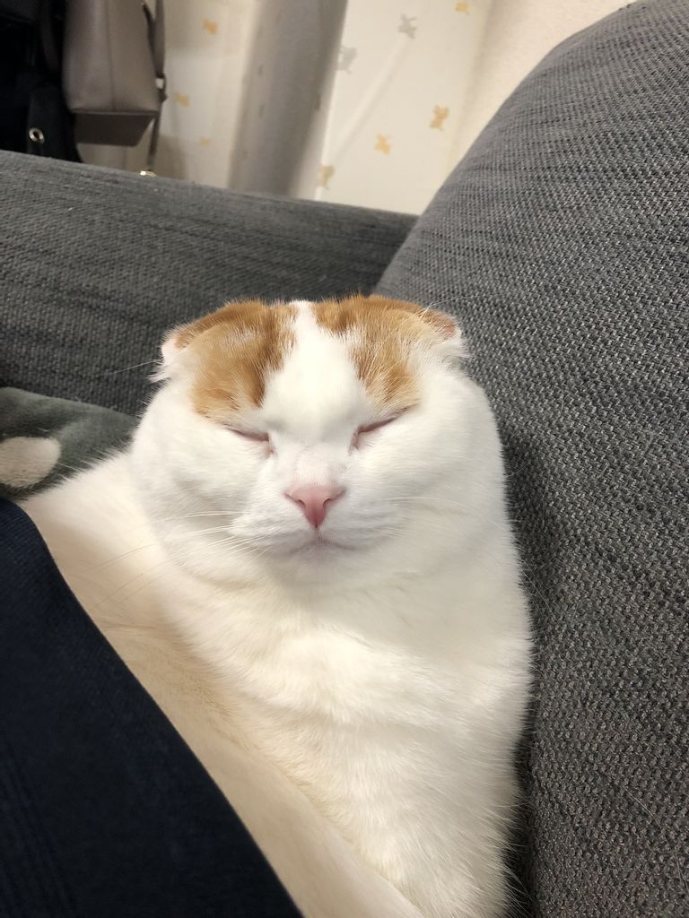 毛布が好きな猫たち 無印良品 鹿の子毛布 ももゆずの日常 毛布が好きな猫たち 無印良品 鹿の子毛布 ももゆずの日常
