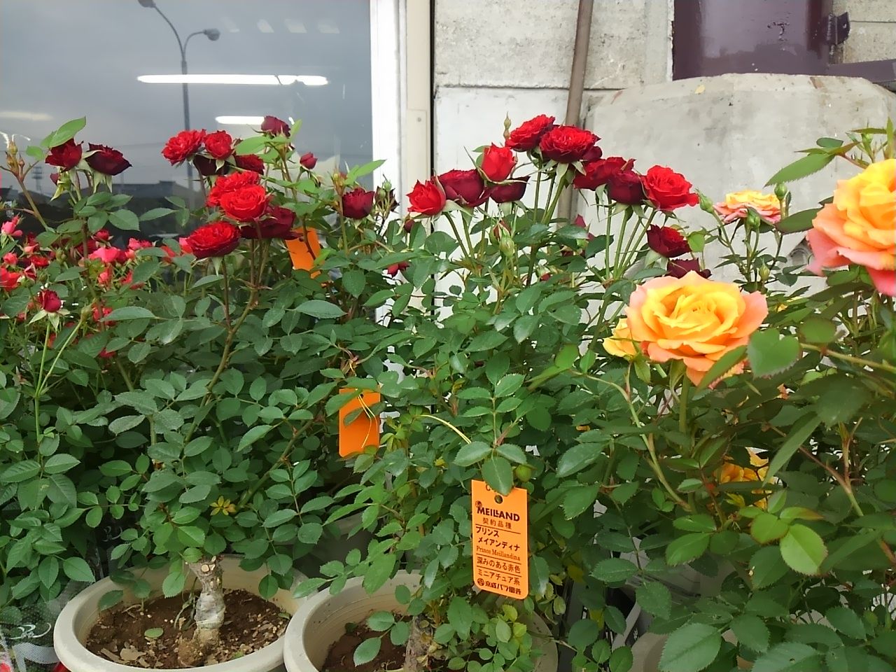 大宮市場だん お花屋さん編 大宮市場オフィシャルブログ