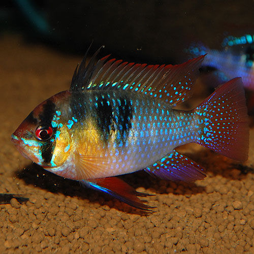 でかきれい 熱帯魚ショップ 熱帯魚販売店 アクアライズ大宮