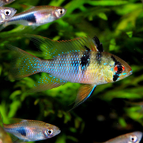 今日はオランダラム 熱帯魚ショップ 熱帯魚販売店 アクアライズ大宮