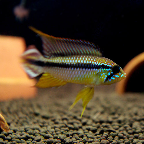 ☆*::*:☆MerryXmas☆:*::*☆ : 熱帯魚ショップ 熱帯魚販売店 ＜アクア