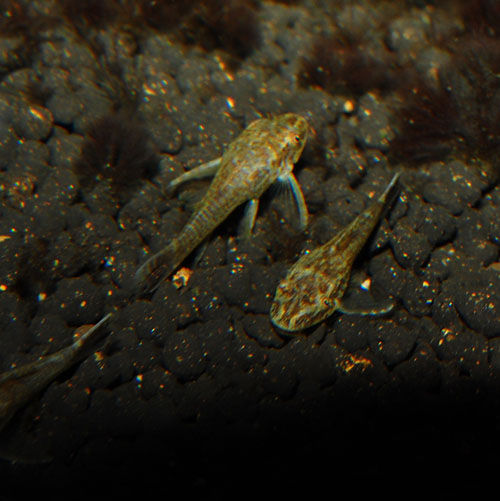 人気種続々入荷 O O ﾉ 熱帯魚ショップ 熱帯魚販売店 アクアライズ大宮