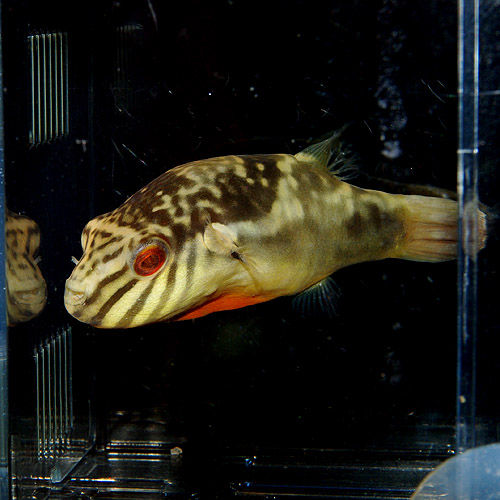 ふぐぐ 熱帯魚ショップ 熱帯魚販売店 アクアライズ大宮