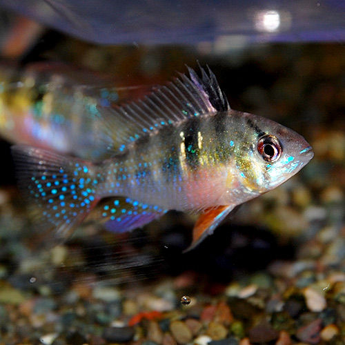 連投 熱帯魚ショップ 熱帯魚販売店 アクアライズ大宮