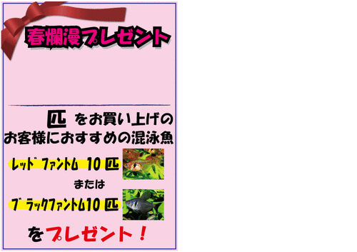熱帯魚ショップ 熱帯魚販売店 アクアライズ大宮 11年04月 熱帯魚ショップ 熱帯魚販売店 アクアライズ大宮 11年04月