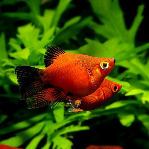 5 日週末セール 熱帯魚ショップ 熱帯魚販売店 アクアライズ大宮 5 日週末セール 熱帯魚ショップ 熱帯魚販売店 アクアライズ大宮