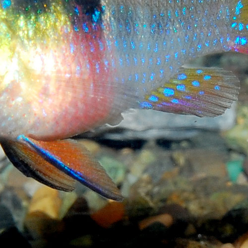 今日はオランダラム 熱帯魚ショップ 熱帯魚販売店 アクアライズ大宮 今日はオランダラム 熱帯魚ショップ 熱帯魚販売店 アクアライズ大宮