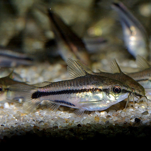 改めてご紹介します 熱帯魚ショップ 熱帯魚販売店 アクアライズ大宮 改めてご紹介します 熱帯魚ショップ 熱帯魚販売店 アクアライズ大宮
