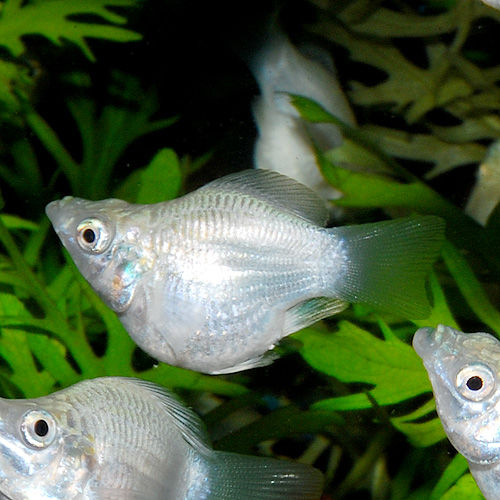 今日のオススメ 熱帯魚ショップ 熱帯魚販売店 アクアライズ大宮