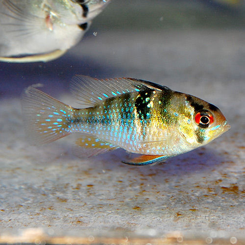 連投 熱帯魚ショップ 熱帯魚販売店 アクアライズ大宮