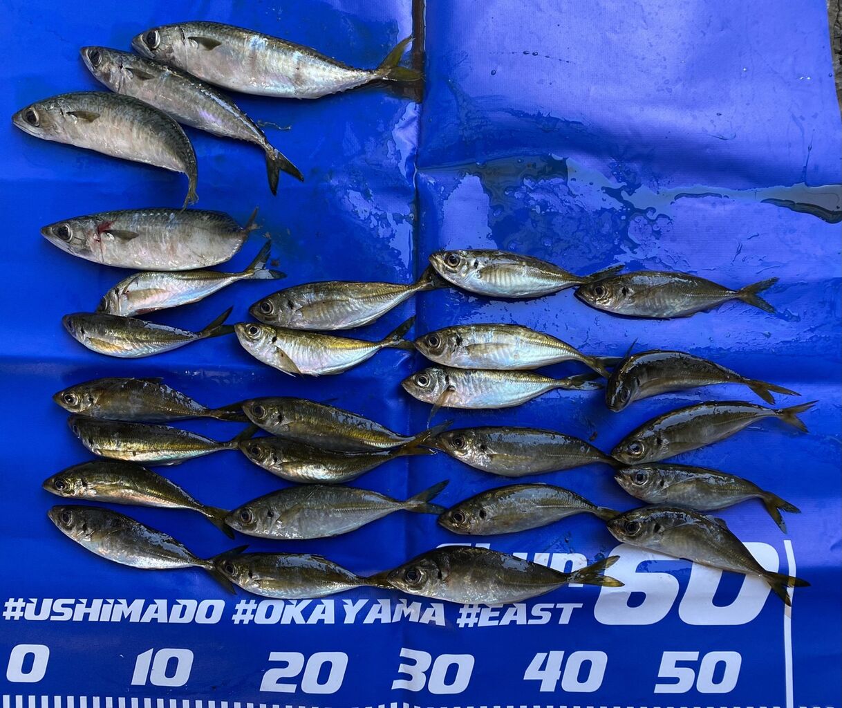 仲間のアジング釣果 東の戦士 飲んだくれおっさんの釣り日記