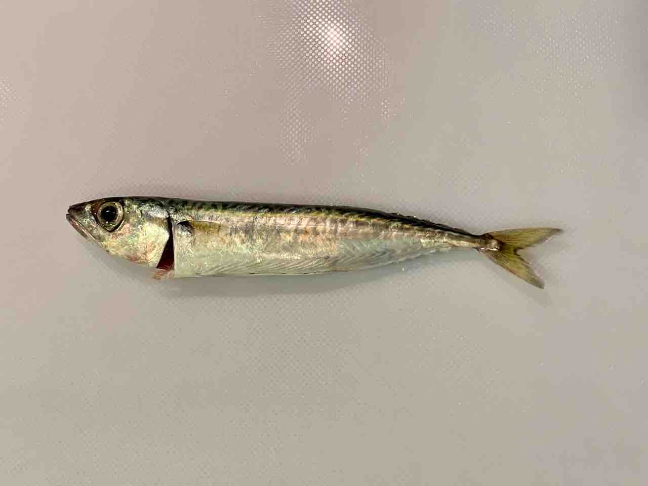 金沢八景陸っぱり豆アジング 21 当たりモゾモゾ 6月下旬 ふぁーぶる釣考記 金沢八景陸っぱり豆アジング 21 当たりモゾモゾ 6月下旬 ふぁーぶる釣考記