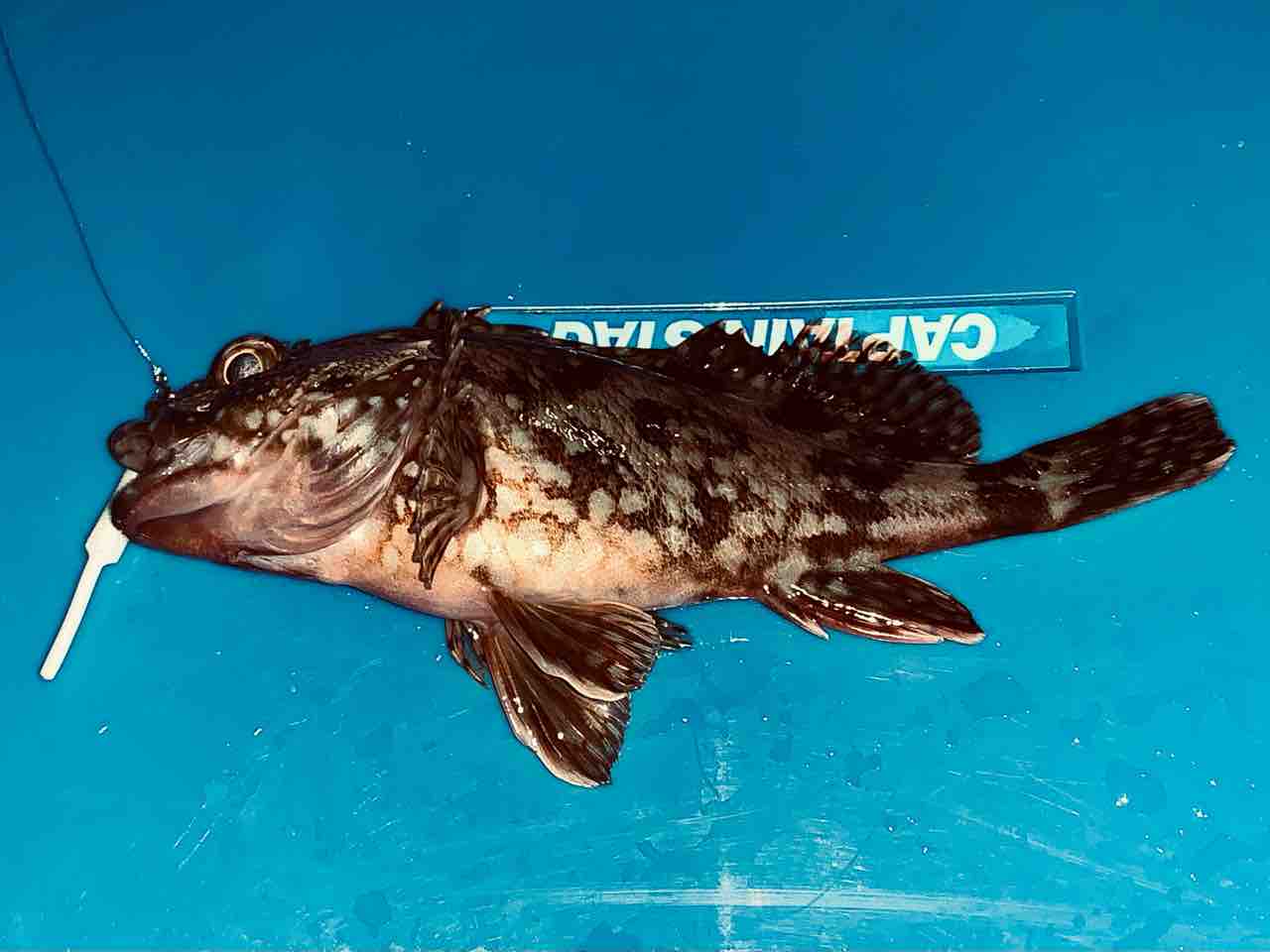 金沢八景陸っぱり豆アジング 初釣りはチビカサゴ 1月初旬 ふぁーぶる釣考記 金沢八景陸っぱり豆アジング 初釣りはチビカサゴ 1月初旬 ふぁーぶる釣考記