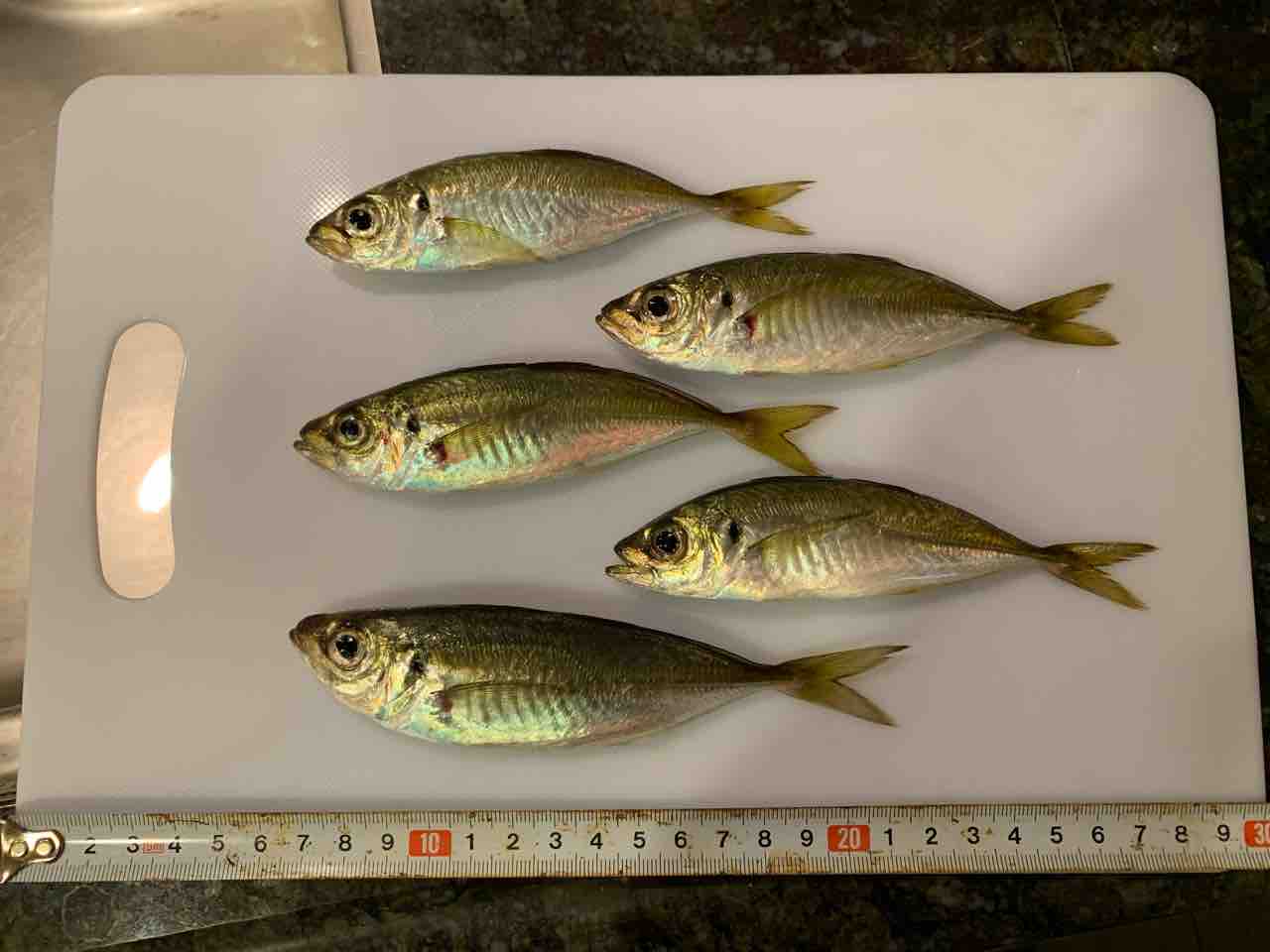 金沢八景陸っぱり豆アジング 表層の魚影 11月上旬 ふぁーぶる釣考記 金沢八景陸っぱり豆アジング 表層の魚影 11月上旬 ふぁーぶる釣考記