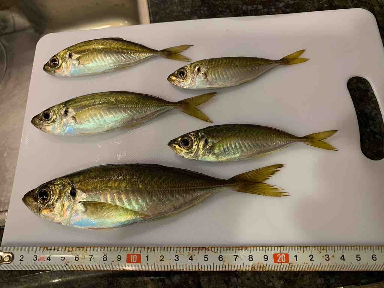 金沢八景陸っぱり豆アジング 群れが移動 10月下旬 ふぁーぶる釣考記 金沢八景陸っぱり豆アジング 群れが移動 10月下旬 ふぁーぶる釣考記