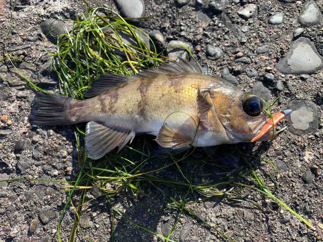 木更津沖堤防 東京湾 アジング メバリング 11月末 ふぁーぶる釣考記