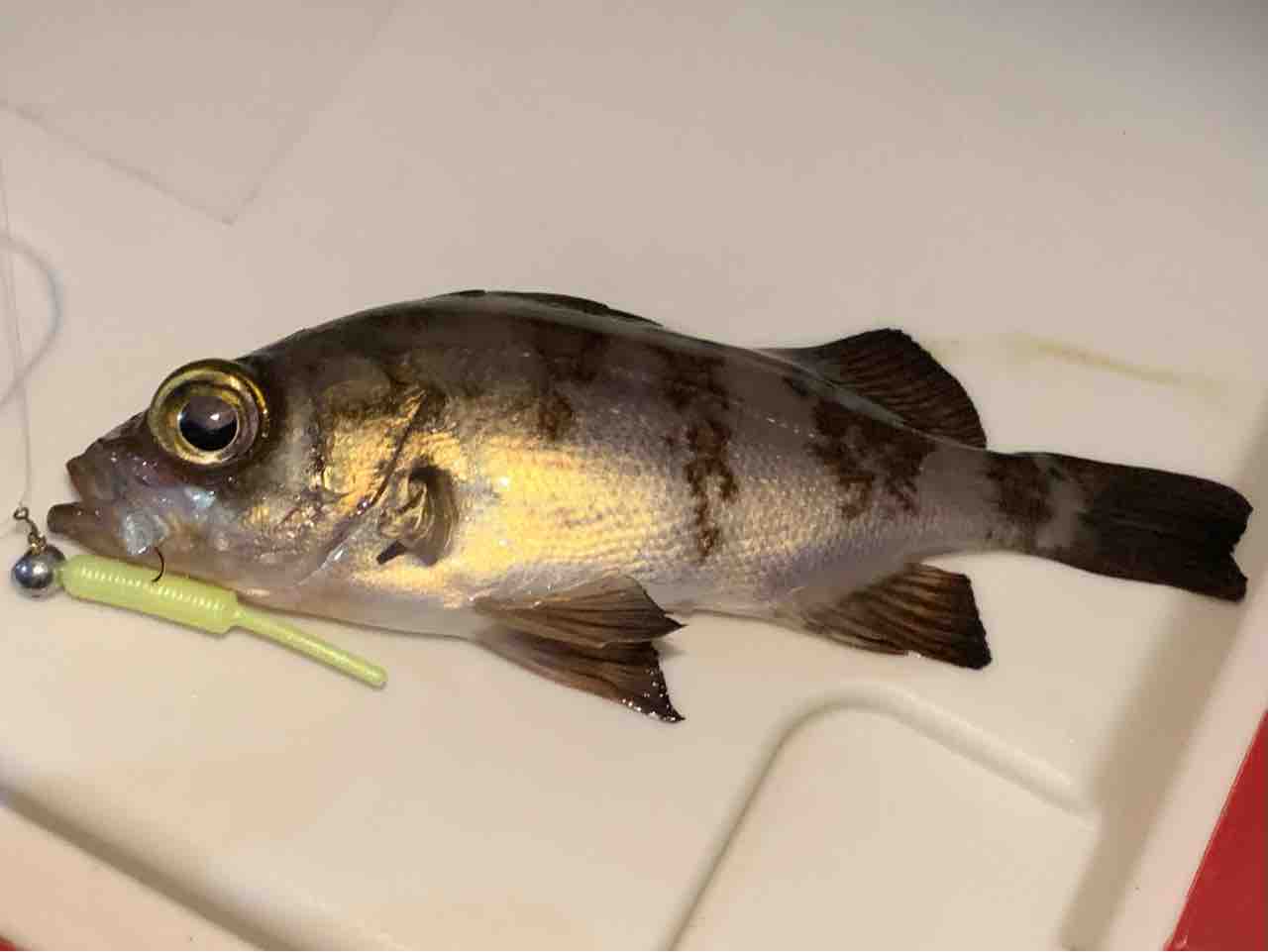 金沢八景陸っぱり豆アジング もはやメバリング アジの姿なし ふぁーぶる釣考記