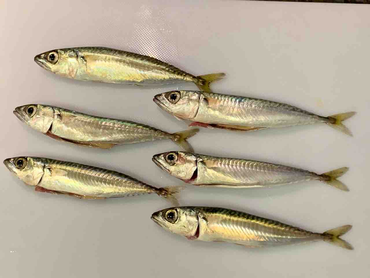 金沢八景陸っぱり豆アジング 21 サバの子出現 6月初旬 ふぁーぶる釣考記 金沢八景陸っぱり豆アジング 21 サバの子出現 6月初旬 ふぁーぶる釣考記