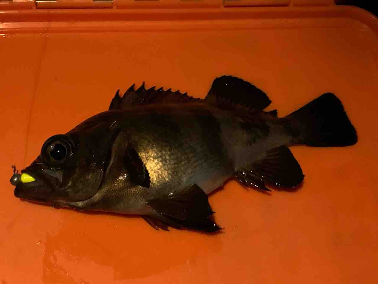 金沢八景陸っぱり豆アジング アジ再来 メバリング ふぁーぶる釣考記