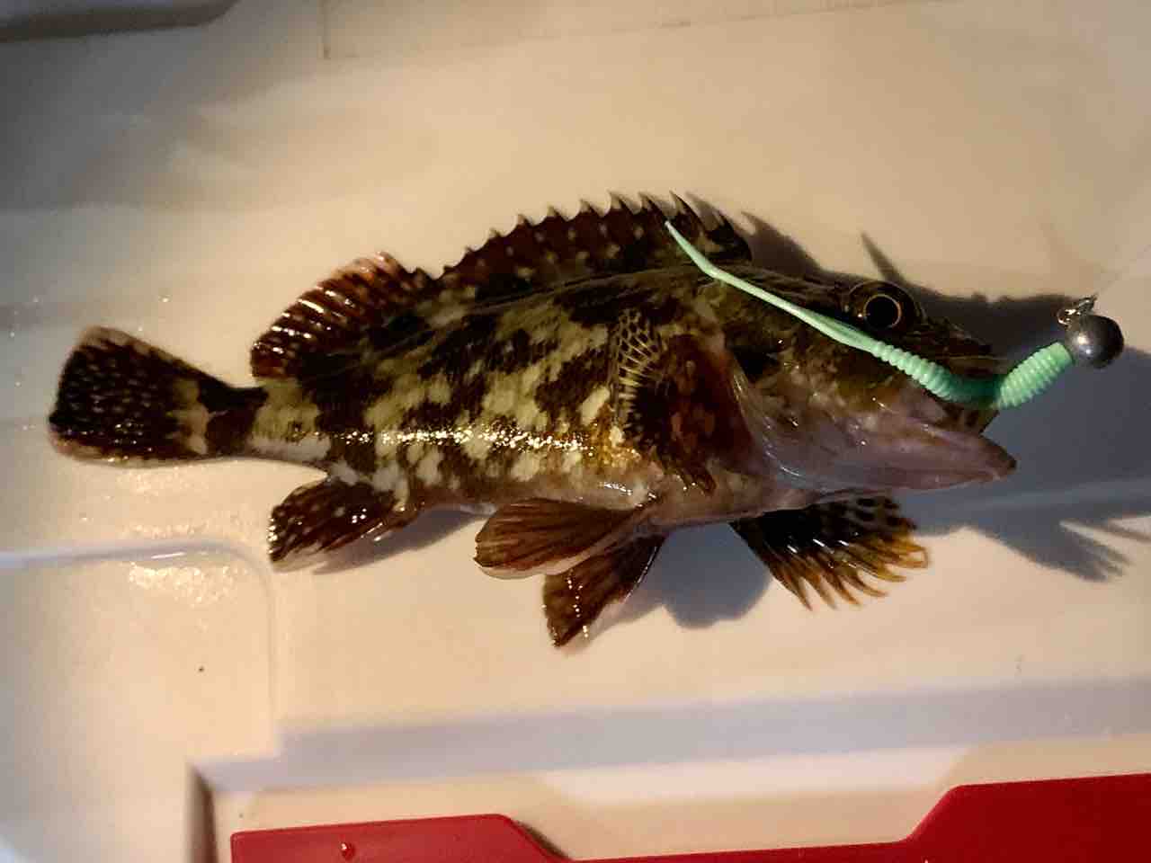 金沢八景陸っぱり豆アジング 21 底をコツコツ 6月下旬 ふぁーぶる釣考記 金沢八景陸っぱり豆アジング 21 底をコツコツ 6月下旬 ふぁーぶる釣考記