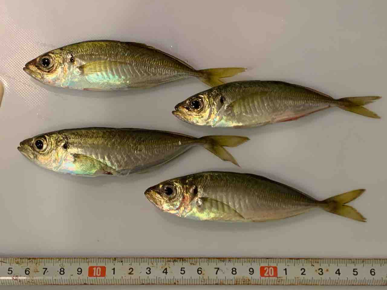 金沢八景陸っぱり豆アジング アジ再来 メバリング ふぁーぶる釣考記