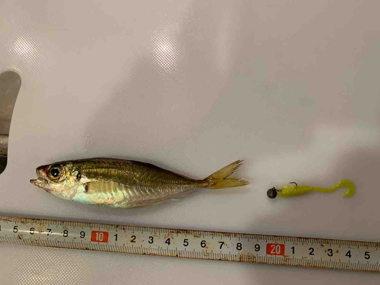 金沢八景 陸っぱり豆アジング 9月中旬 ふぁーぶる釣考記