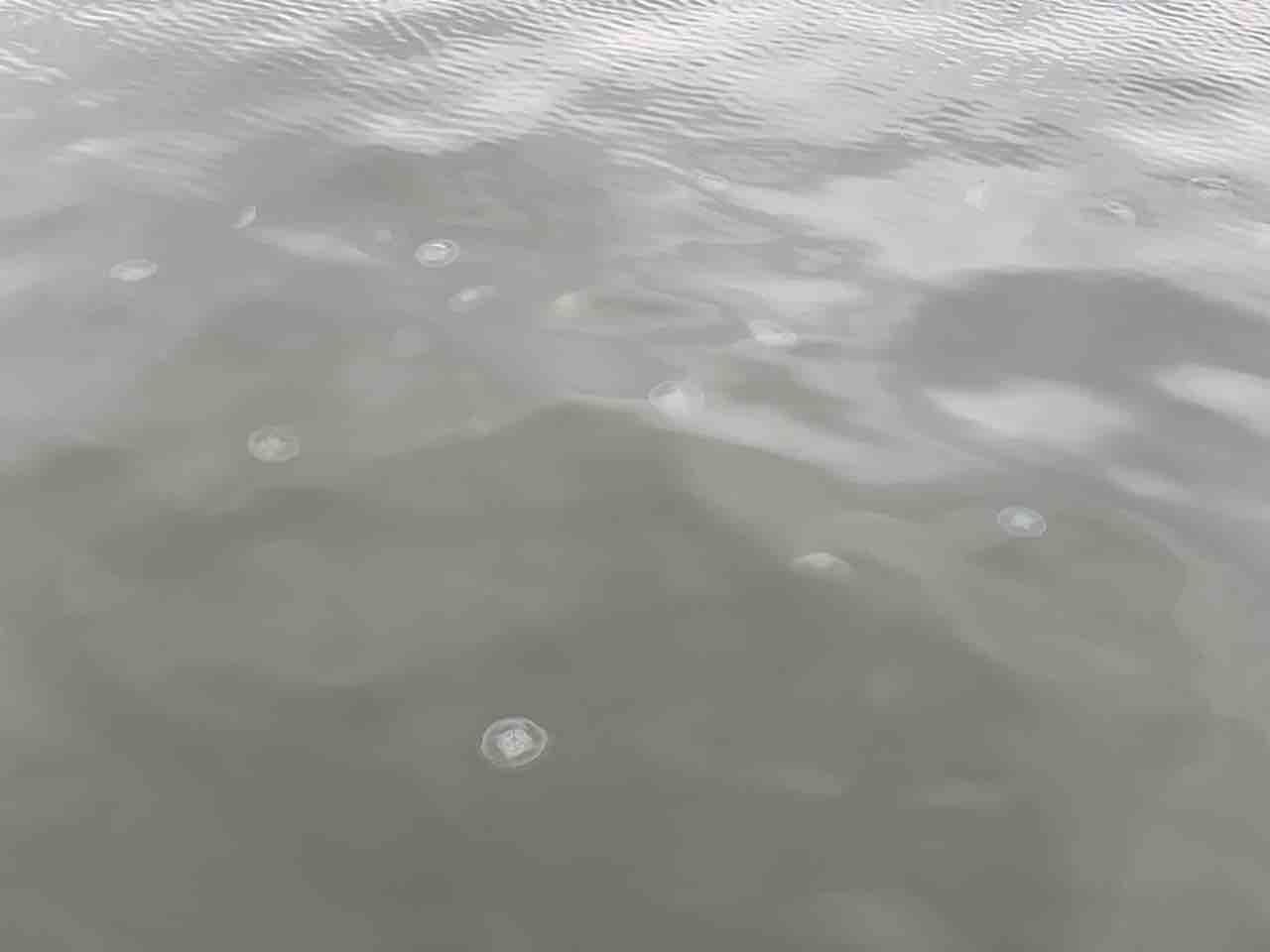 金沢八景陸っぱり豆アジング 21 メバルとクラゲ 6月中旬 ふぁーぶる釣考記