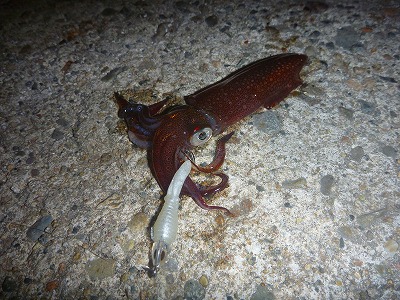 五目ジグヘッドエギで遊んでみよう 毎度 おもちゃ屋さんです Rapala Only Style