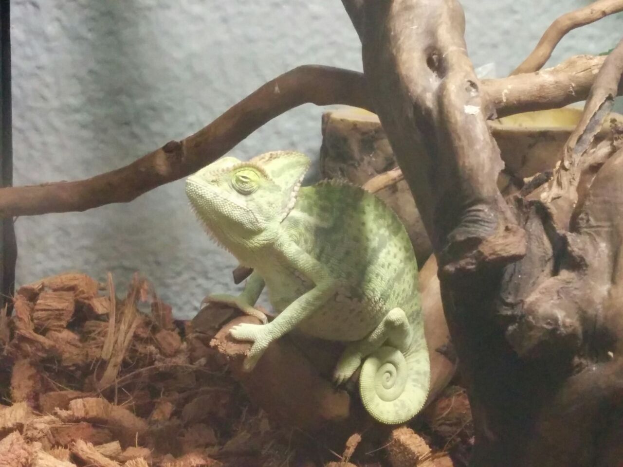 池袋黒ハゲ水タバコにお邪魔しました シーシャ紀行