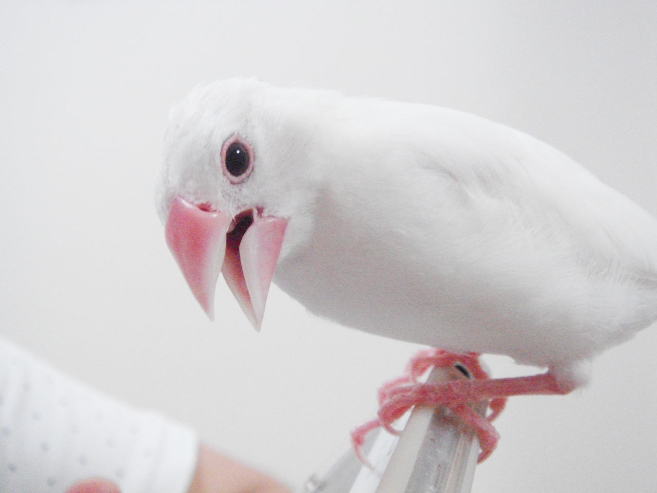 ブンチョウ とても 噛む こわい W 文鳥との生活雑記