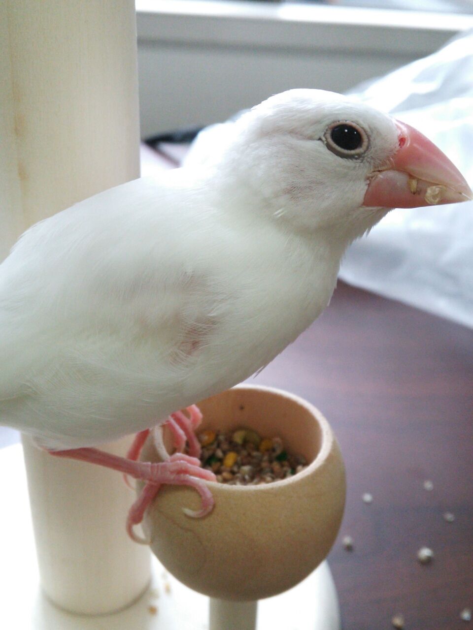 アホな飼い主の話 事故編 文鳥との生活雑記 アホな飼い主の話 事故編 文鳥との生活雑記
