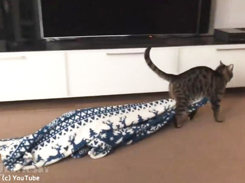 猫の飼い主「毛布泥棒の犯人…いや犯ニャンを見つけてしまった」（動画）