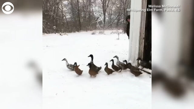 外に出たら一面の雪。想像以上の寒さに、やっぱりダメだと思い直したカモたち