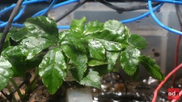 植物が世界初の自撮りに成功（イギリス）