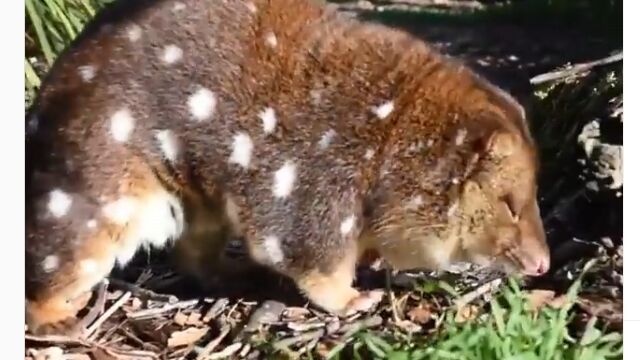 マイナーだけどモフモフで可愛い、オーストラリアの小動物、オオフクロネコ