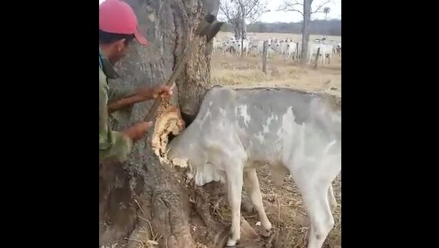 振り下ろす斧にヒヤヒヤ。木のウロに頭を突っ込み、抜けなくなった牛の救出