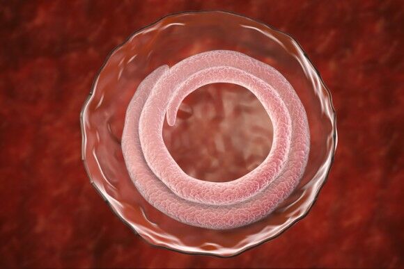 人間で言うなら400歳。線虫の寿命を5倍延ばすことに成功（米・中共同研究）