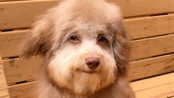 犬がどんどん人化している？またしても発見された人面犬（アメリカ）