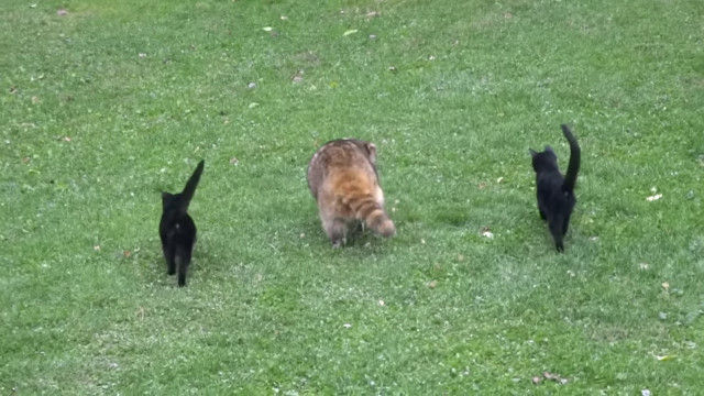 盲目のアライグマにボディーガードのように寄り添う、2匹の黒い子猫たち