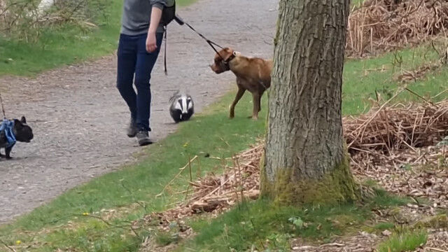 犬に興味津々？犬の散歩につられるように、アナグマがウロウロついて回る光景