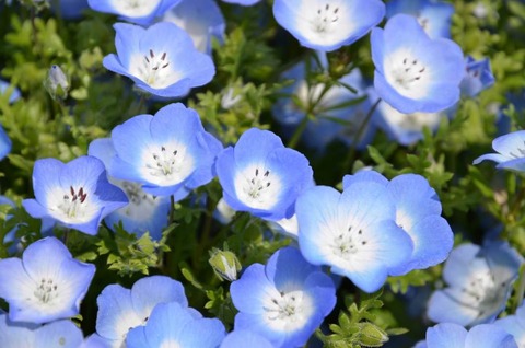 nemophila-16