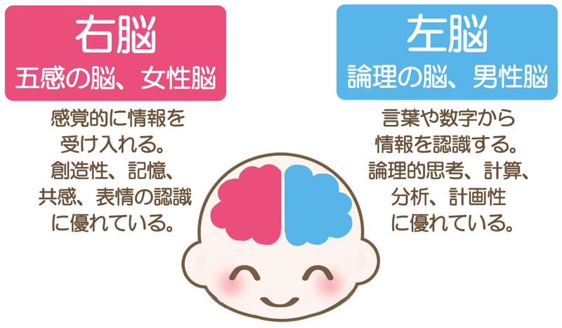 左脳 右脳 違い あなたは右脳派 左右の脳のどちらの働きが強いかがわかる診断方法 Amp Petmd Com