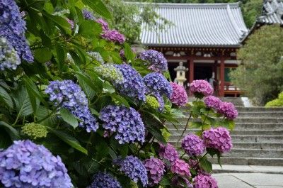 Ajisai_01-e1459047945525