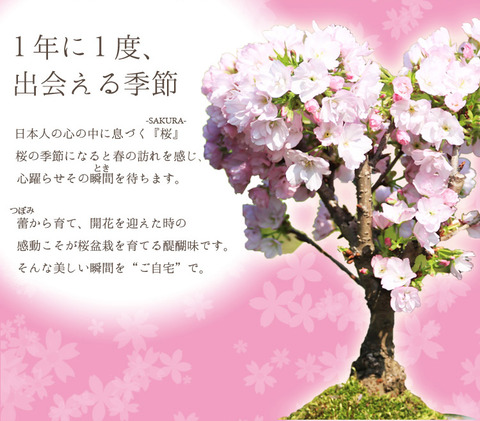 sakura-image1