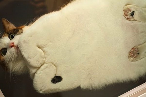 ねこ