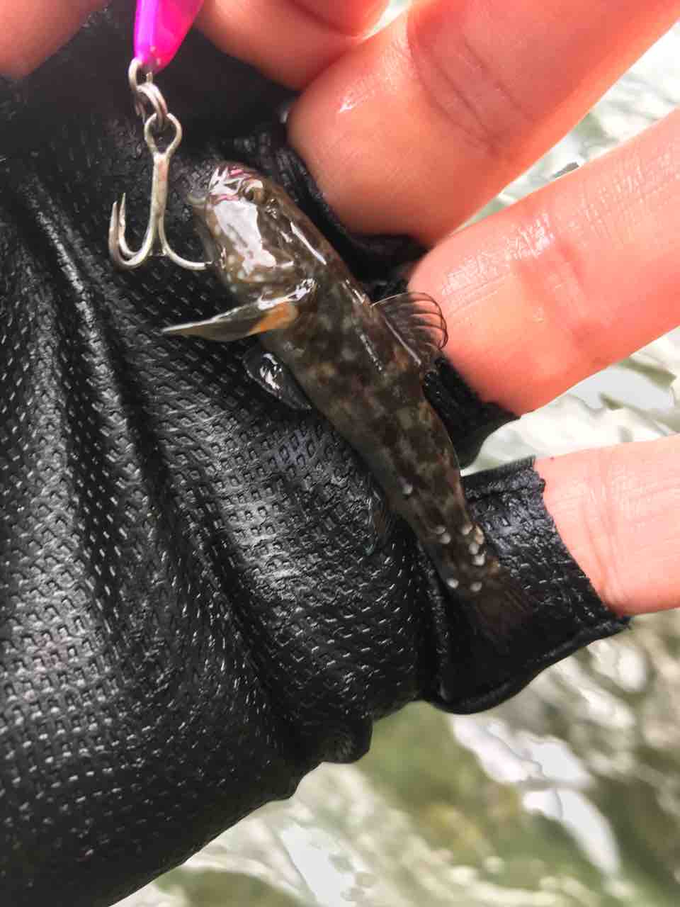 S F R 18 Sstrange釣行レポート パチシーバス辞めるってよ ゚ ゚ 次に人生を捧げる魚はこれだ Akita Seabass Fishing Club Strange 3rd Season S F R 18 Sstrange釣行レポート パチシーバス辞めるってよ ゚ ゚ 次に人生を捧げる魚はこれだ Akita Seabass Fishing Club Strange 3rd Season